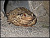 IMG_4271.JPG