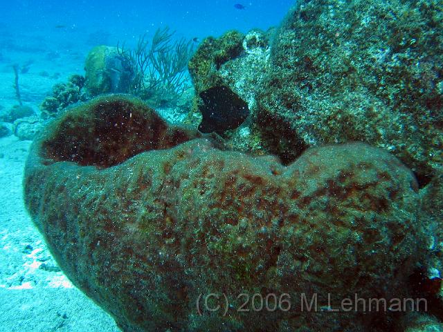 IMG_6763.JPG