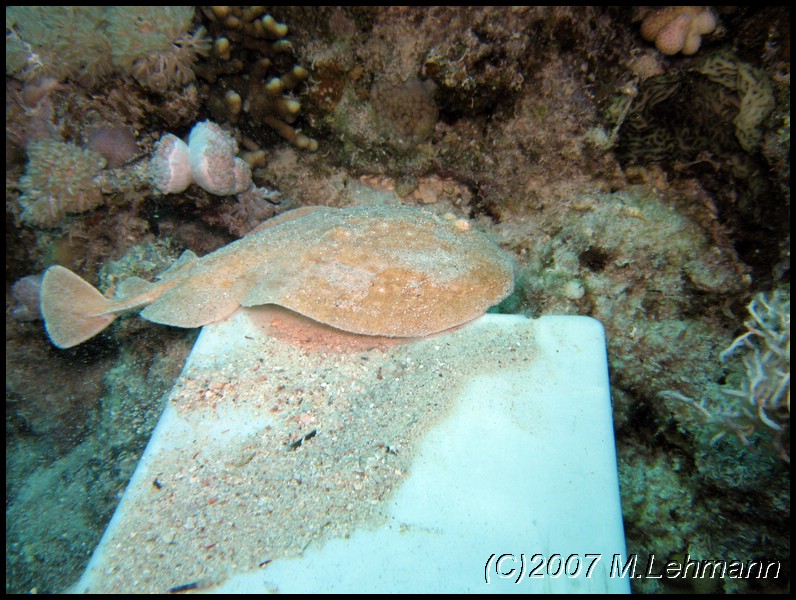 IMG_1032.JPG