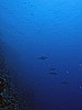 IMG_0880.JPG