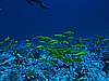 IMG_0929.JPG