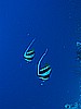 IMG_0938.JPG