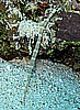 IMG_0955.JPG