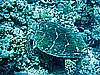 IMG_0973.JPG