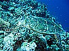 IMG_0977.JPG