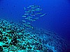 IMG_1000.JPG