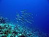 IMG_1001.JPG