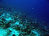 IMG_1002.JPG