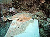 IMG_1032.JPG