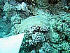 IMG_1033.JPG