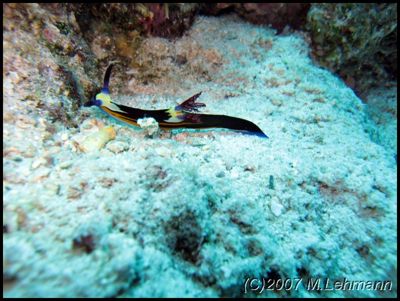 IMG_1106.JPG