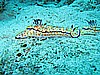 IMG_1047.JPG