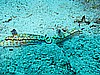 IMG_1050.JPG