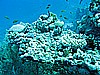 IMG_1100.JPG