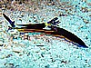IMG_1105.JPG