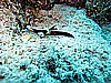 IMG_1106.JPG