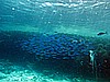 IMG_1127.JPG