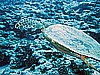 IMG_1137.JPG