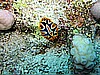 IMG_1172.JPG