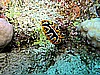 IMG_1175.JPG