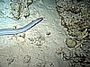 IMG_1242.JPG