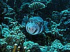 IMG_1287.JPG