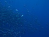 IMG_1313.JPG
