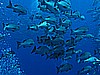 IMG_1319.JPG