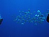 IMG_1321.JPG