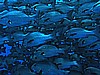 IMG_1334.JPG