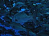 IMG_1335.JPG