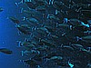 IMG_1340.JPG