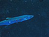 IMG_1344.JPG