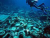 IMG_1386.JPG