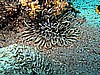 IMG_1455.JPG