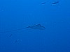 IMG_1496.JPG
