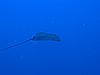 IMG_1499.JPG