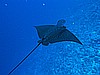 IMG_1503.JPG