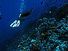 IMG_1520.JPG