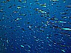 IMG_1545.JPG