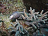 IMG_1584.JPG