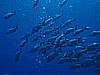 IMG_1659.JPG
