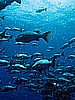 IMG_1660.JPG