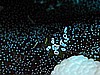 IMG_1698_1.jpg