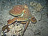 IMG_1734.JPG