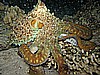 IMG_1735.JPG