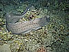 IMG_1775.JPG