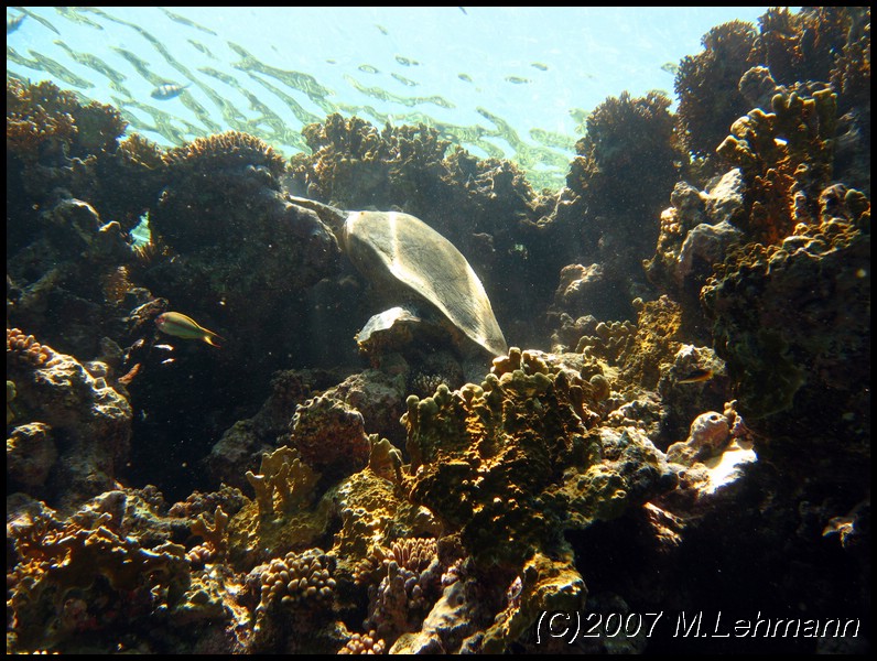IMG_1800.JPG