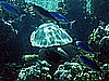 IMG_1795.JPG