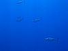 IMG_1843.JPG